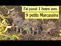 20. J'AI PASSE 1 HEURE AVEC 9 PETITS MARCASSINS !!!