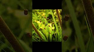 The Minuscule - Compilation.part 3#shorts