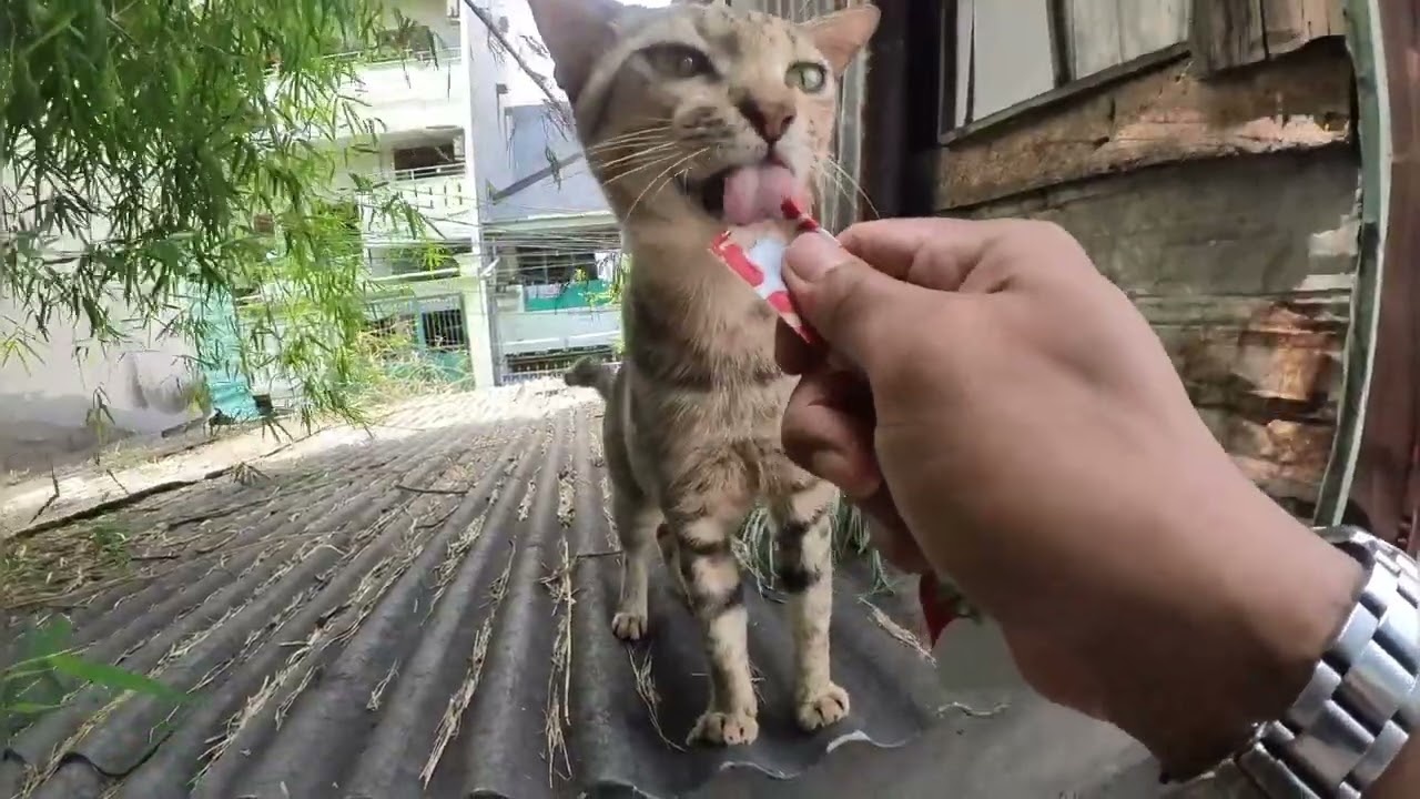 Awalnya takut begitu makan ini langsung ngikut 😁
