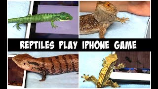 My Lizards React to Ant Smasher App! | Reptiles Playing Iphone Game