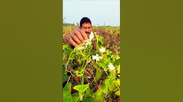 Reusing Tomato Trellis for Pointed Gourd – Smart Farming Move #shorts