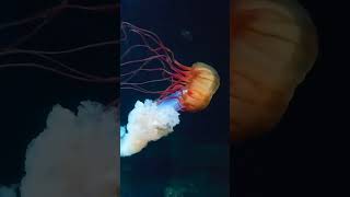 Watch Hypnotic Jellyfish Light Up the Deep | Nausicaa Aquarium Magic #shorts