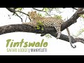 Tintswalo Safari Lodge in the Manyeleti Game Reserve, South Africa