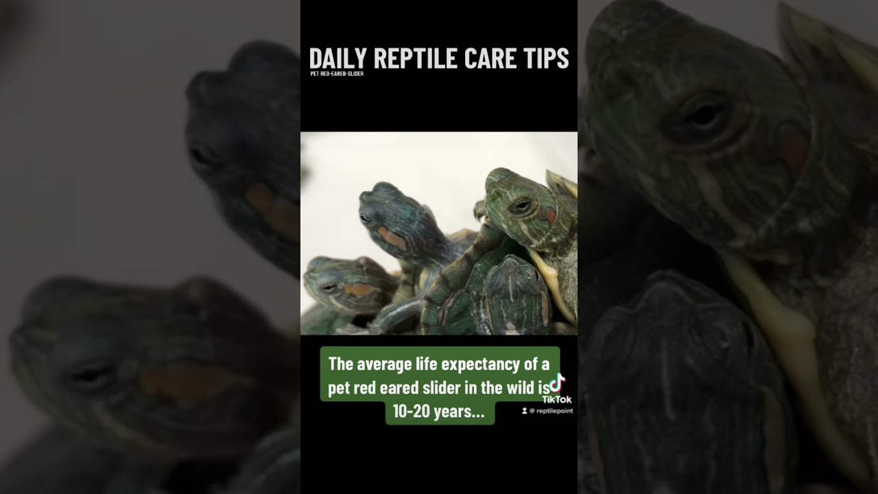 Lifespan Of A Red-Eared Slider.🐢 – Daily Reptile Care Tips #redearedslider