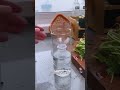 ¡Cosecha SIN TIERRA! 🥬 Aprende Hidroponía desde cero #shorts #hidroponía