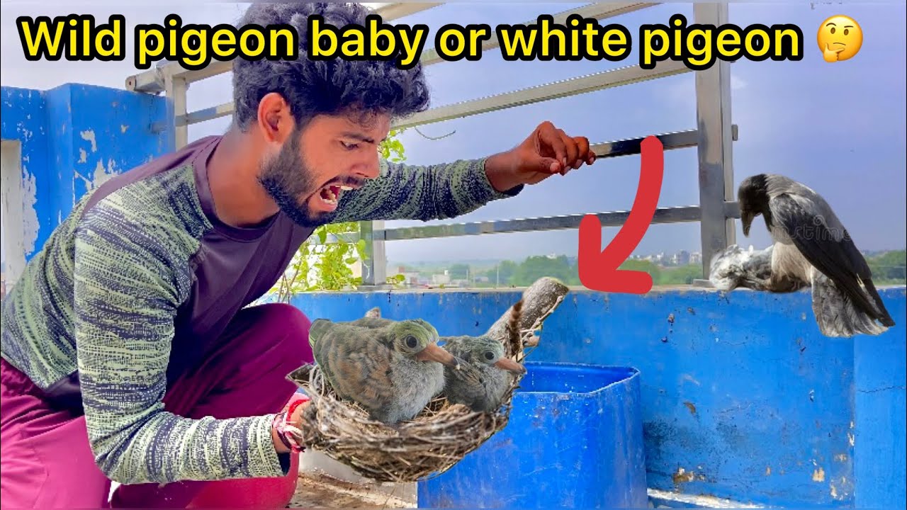 Guess the pigeon baby 😳 ( Crow bhi darta hai 🕊️ )