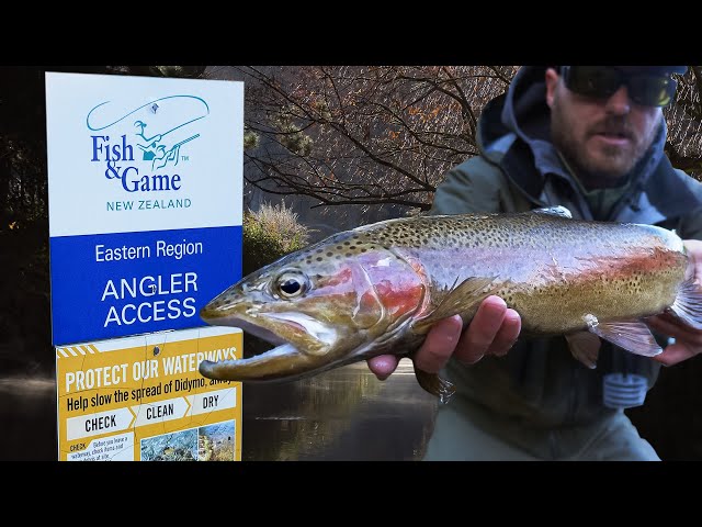 Ngongotaha Stream Trout Fishing and Access Points 