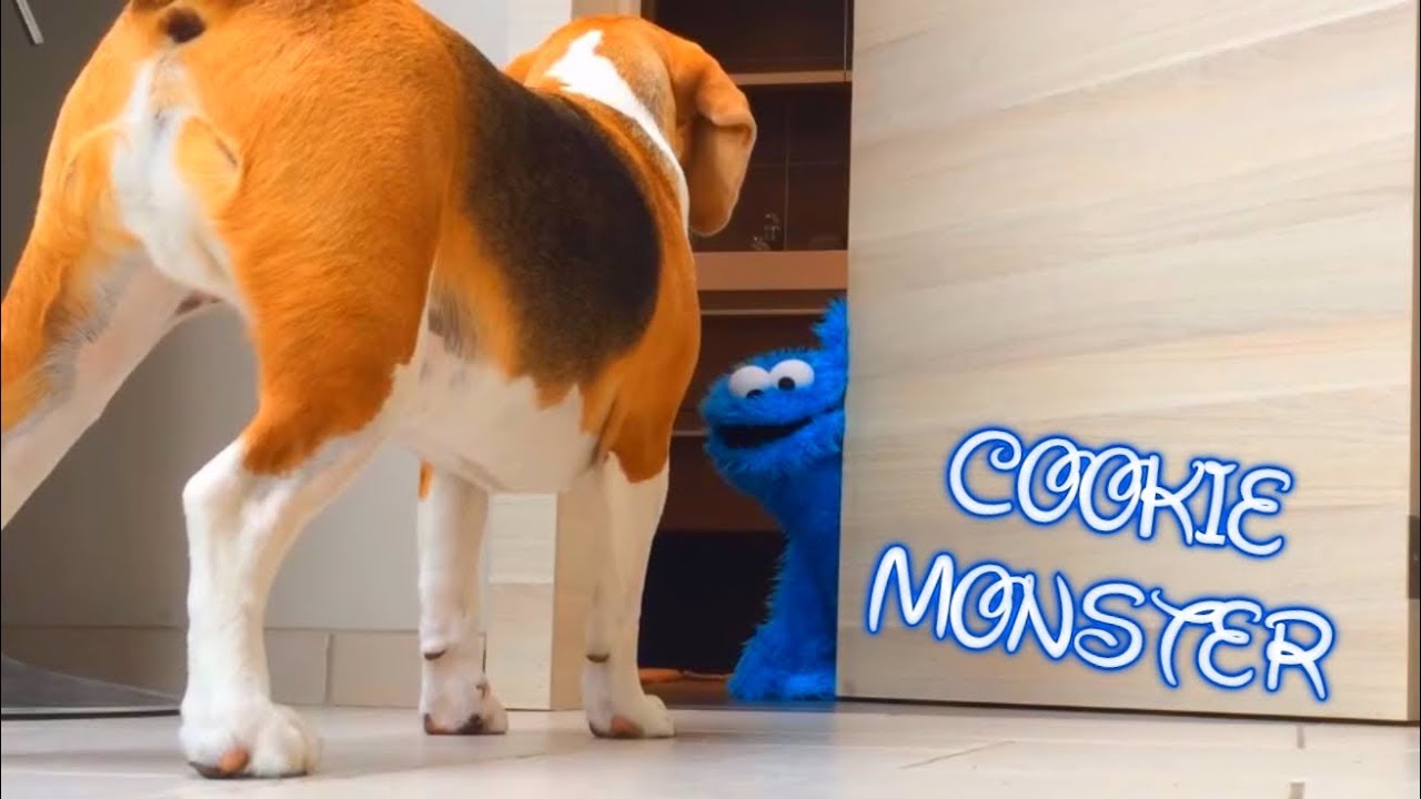 Funny Dog Pranked by The Cookie Monster : Cute Beagle Louie