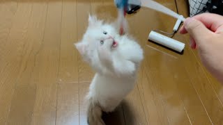 イライラしてグルグル回る子猫 / An irritated kitten spinning around by おチビキンモコちゃんねる 230 views 4 months ago 2 minutes, 50 seconds
