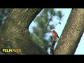 príncipe - Pyrocephalus rubinus - Vermilion Flycatcher