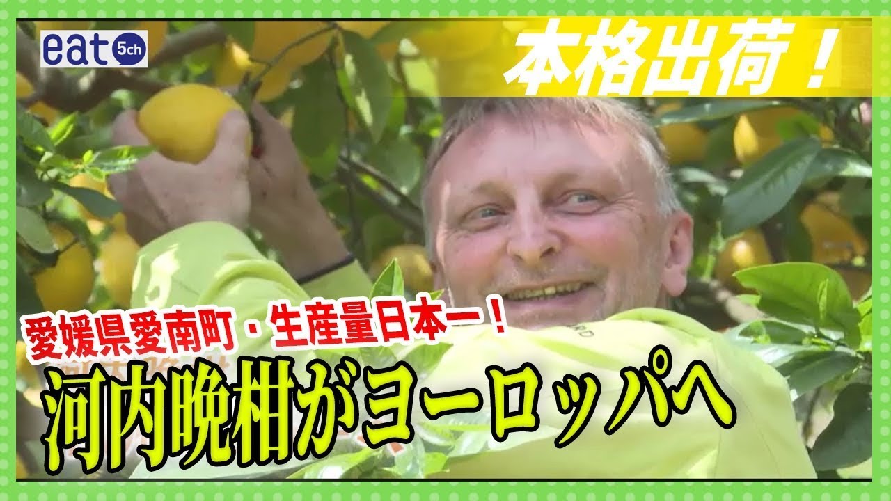 愛南町が生産量 日本一！特産の河内晩柑がヨーロッパへ本格出荷