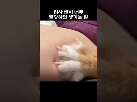 집사 팔이 너무 말랑하면 생기는 일 thumbnail