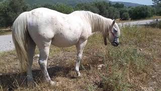 Sevimli Tay Cute Thai