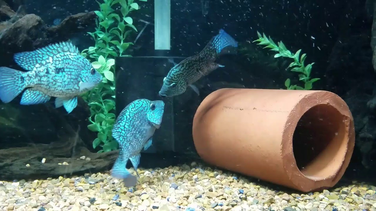 Carpintis Cichlids