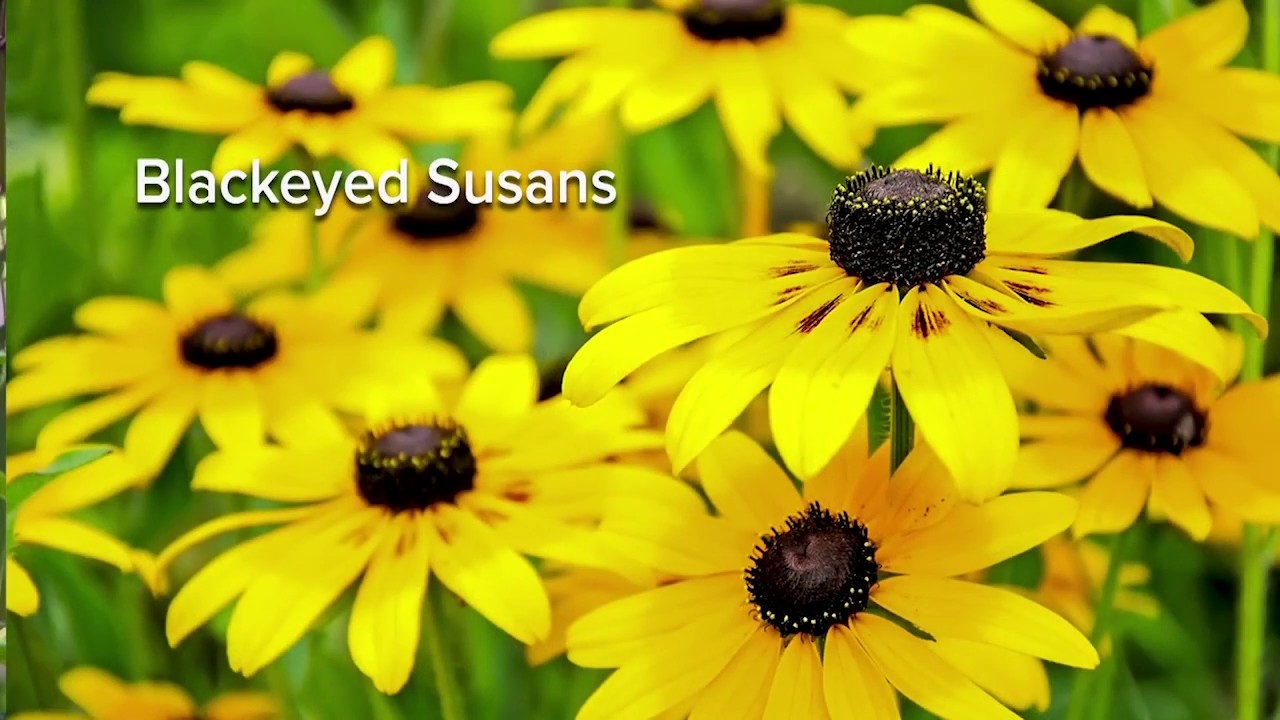 Chesapeake Weekly, Adding Native Plants to Your Landscape