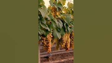 How Grapes Are Grown A Peek Into Vineyards 20 #grapegrowing #wine #grapeharvest #fruit #grapevine