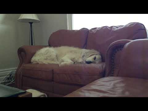 how to know if your dog is dreaming..