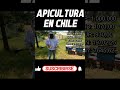 #Apicultura #Abejas #Apiario #MiloskiTV #Miel #CuidadoDeAbejas #Beekeeping #Chile