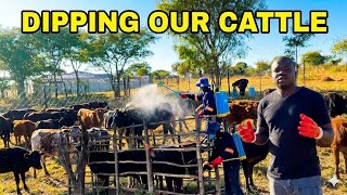 DIPPING OUR CATTLE, THIS IS VERY IMPORTANT (Rural Life)
