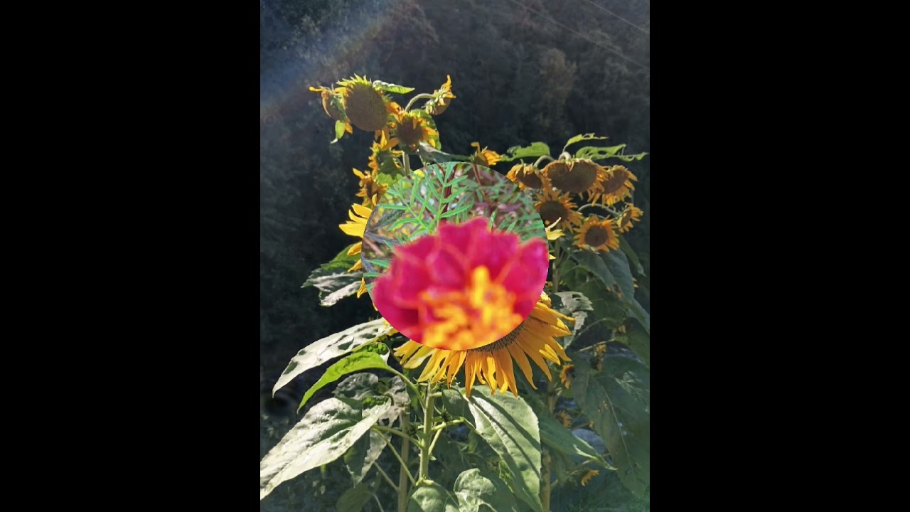 Mix Mash-New kinnauri Boss boosted song II pahari kinnauri remix song💜 