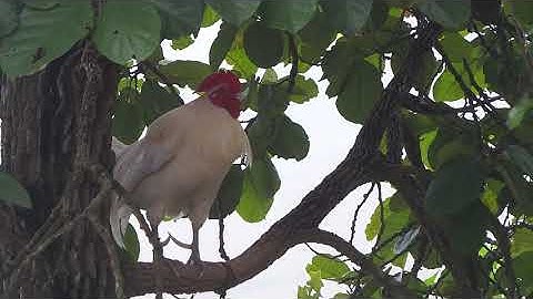 อัพเดทปัจจุบันไก่ต่อขาวมงคลสวยๆเสียงขันลูกคอดีมากในรูปแบบธรรมชาติ(Qaib dawb qua zoo thiab zoo nraug)