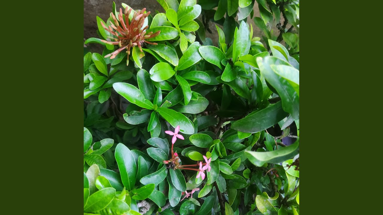 Across the Quiet Distance