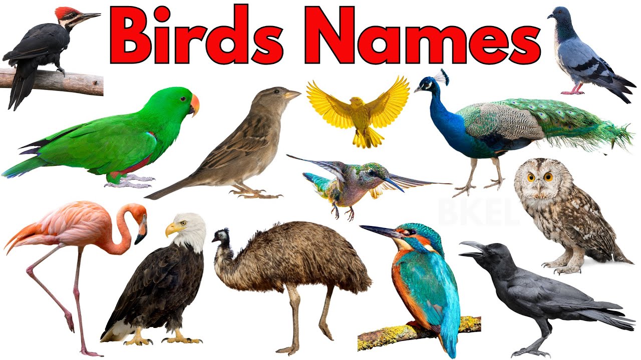 🐦 Birds for Kids | Learn Bird Names & Sounds | Preschool Learning Video