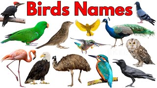 🐦 Birds for Kids | Learn Bird Names & Sounds | Preschool Learning Video screenshot 3