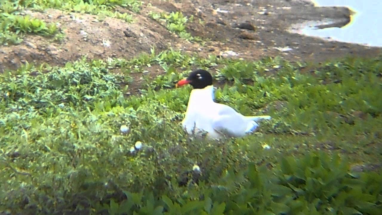 photography en español Mediterranean Gull (2nd Summer)