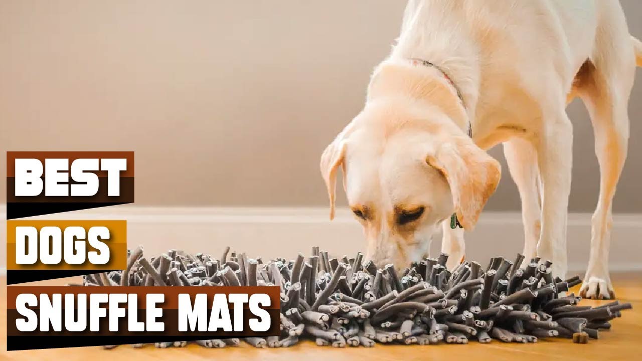The Wooly Snuffle Mat: One of the Best Food Puzzles for Dogs