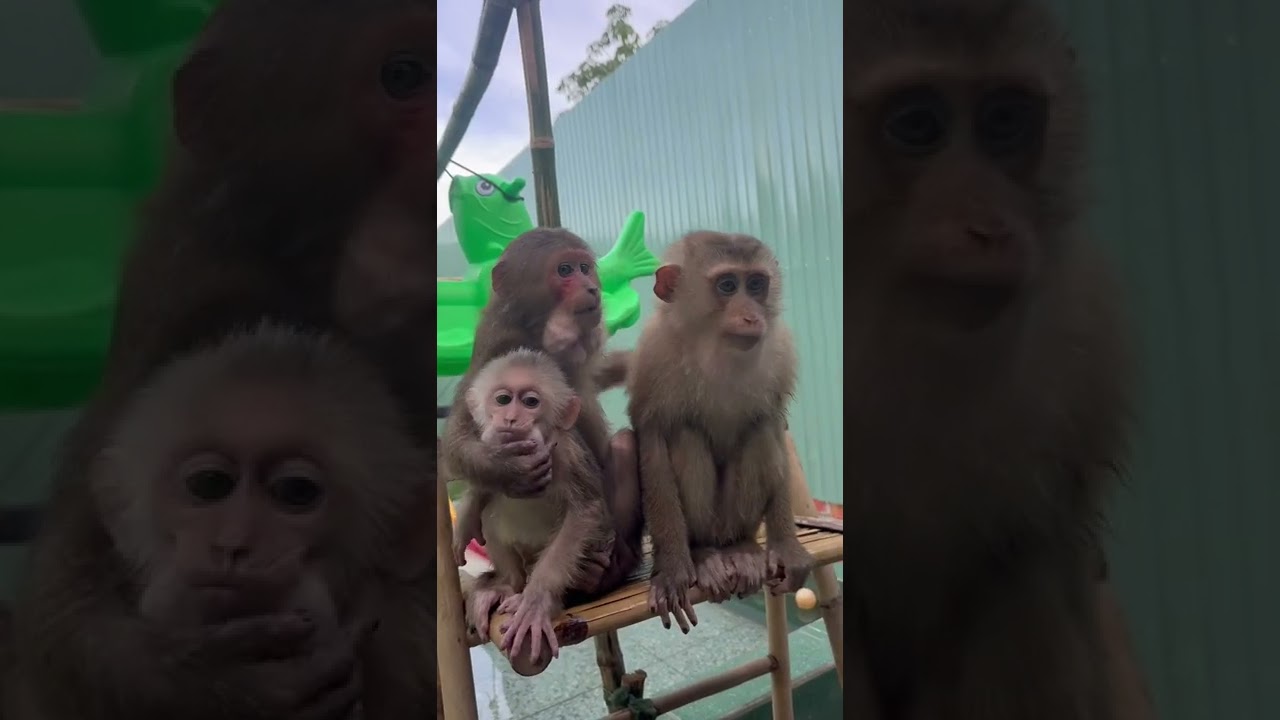 Monkey Asher hugs baby Theo like an older sister