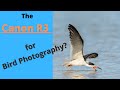 Canon R3  for Bird  Photography