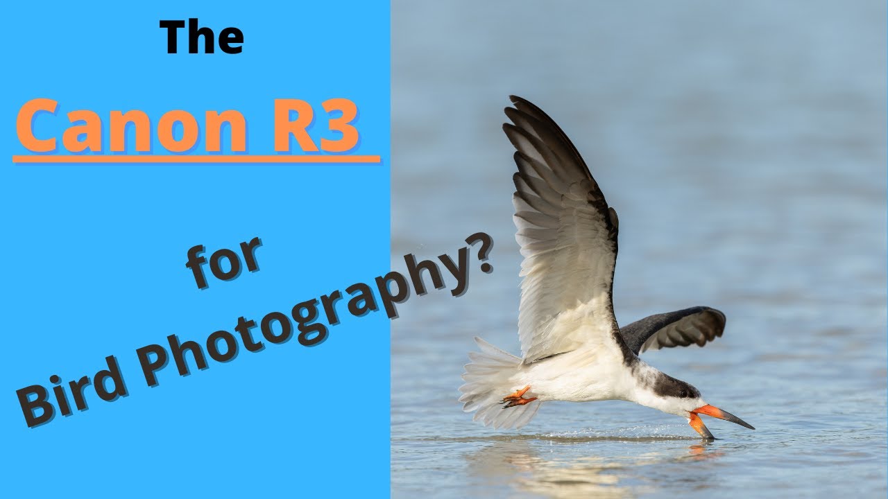 canon-r3-for-bird-photography-youtube