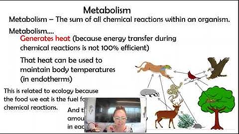 AP bio 8.2 Endotherms vs Ectotherms (8.2 Part 1)