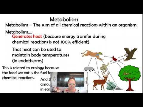 AP bio 8.2 Endotherms vs Ectotherms (8.2 Part 1) - YouTube