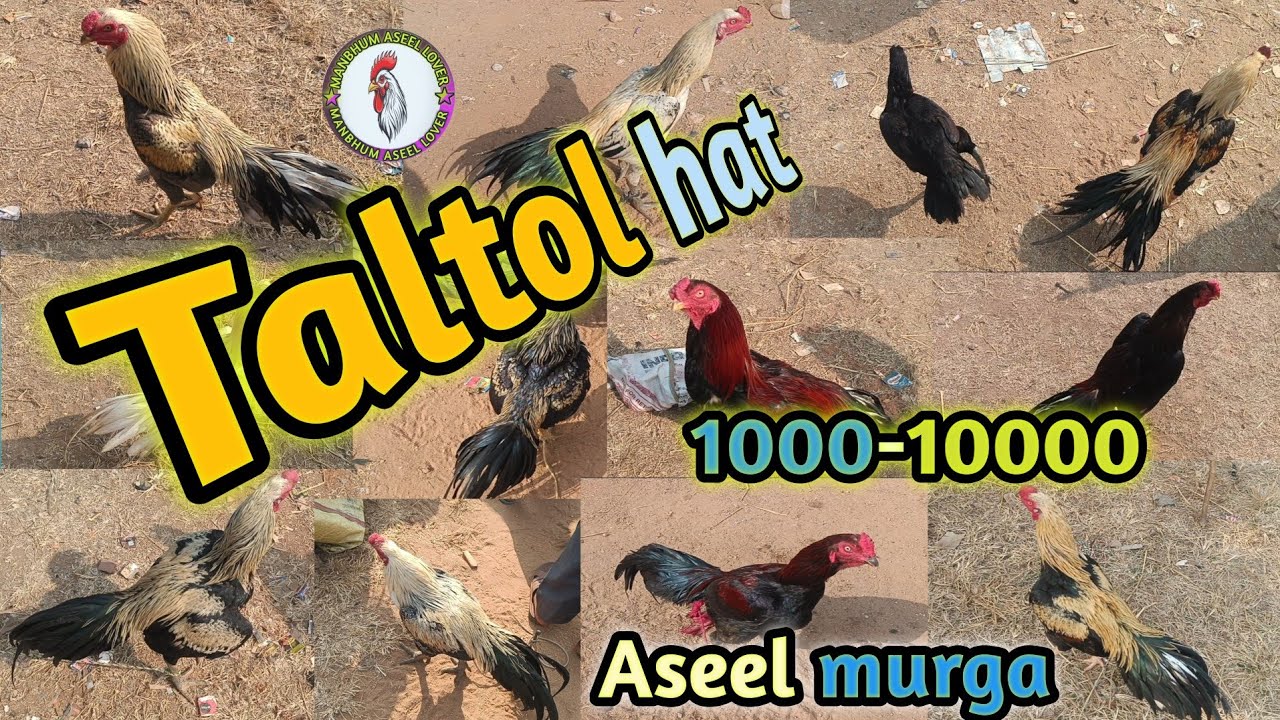 Taltol hat new video💥🔥✅|aseel murga|purulia murga mandi#trending#vlog#viral#update#viralvideo#video