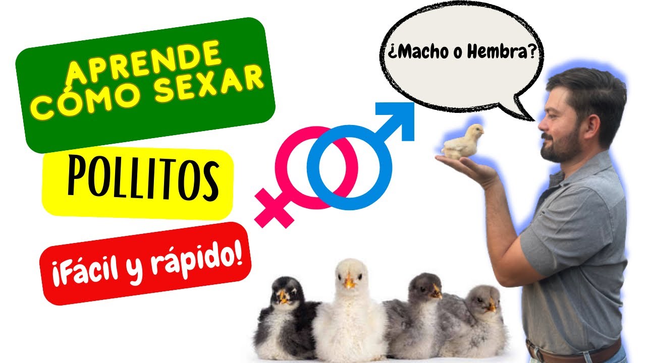 ✔️SEXADO POLLITOS 🐥por las ALAS FACIL Y RAPIDO🐥🧑🏻‍🌾