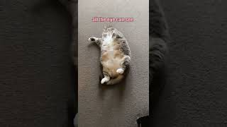 Download Lagu All must bow to ME!  👑 😹 MP3