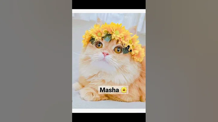 Cute cat names🫶🏻✨ - DayDayNews