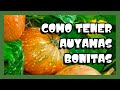 COMO TENER AUYAMAS O CALABAZAS BONITAS