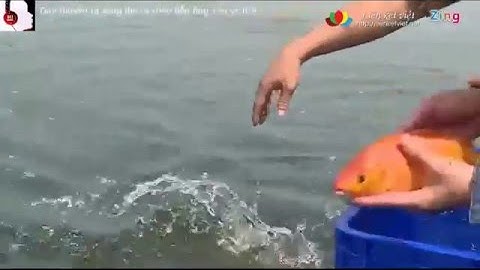 23 tháng chạp - Thả cá chép tiễn ông Táo về trời