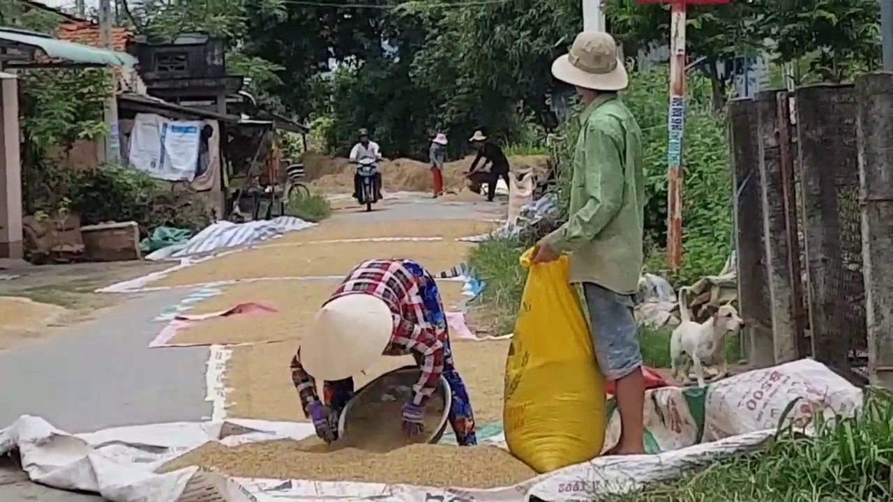 Ngày mùa thu hoach lúa. Phơi rơm nuôi bò võ béo - YouTube