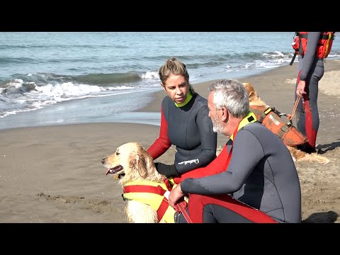 Video: Suggerimenti per addestrare un cane da salvataggio