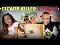 Brave Wilderness "Stung By A Cicada Killer!" REACTION!!!