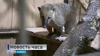 Полицейские проверяют условия содержания животных в новокузнецком зоопарке Полицейские проверяют условия содержания животных в новокузнецком зоопарке