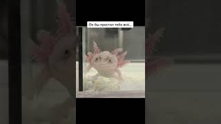 Аксолотль #аксолотль #axolotl