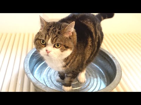 足湯なねこ。-Footbath and Maru.-