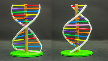 School Science Projects | DNA Model