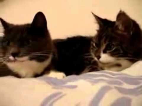 მოლაპარაკე კატები (ინგლისური თარგმანი)