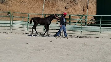 Training the Weanling and Foal Handler - Lead &  Follow